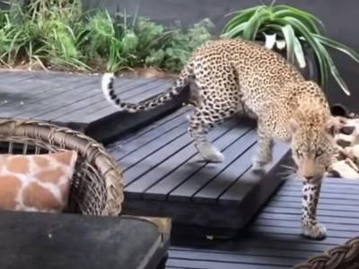 Леопард преследовал козла и нарушил покой туристов в ЮАР