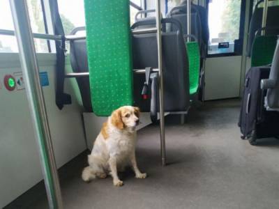 Во Львове потерявшаяся собака ездит в троллейбусе