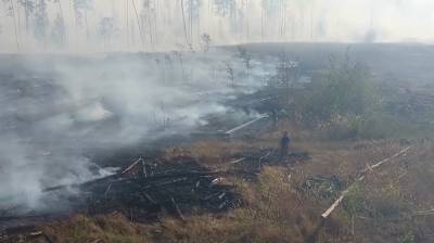 Воронежская область в выходные побила рекорд по числу пожаров