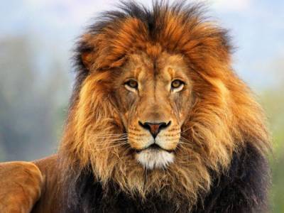 В Сети показали пиршество львов после нападения на антилоп в Южной Африке