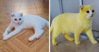 После лечения куркумой кот стал желтым