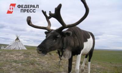 На севере Красноярского края чипируют оленей