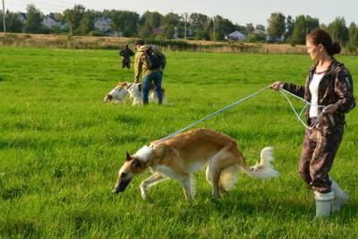 В выходные дни костромские собаководы провели выставку собак и испытания борзых