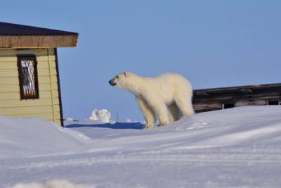 Количество белых медведей в Центральной Арктике стало «стабильным»
