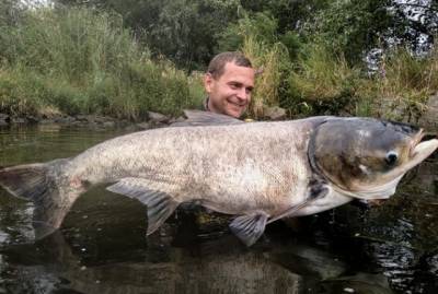 Рыбалка удалась: из Днепра выловили огромную рыбину длиной с человеческий рост (ФОТО)