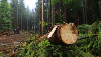 В Бурятии сотрудник лесхоза участвовал в незаконной вырубке деревьев
