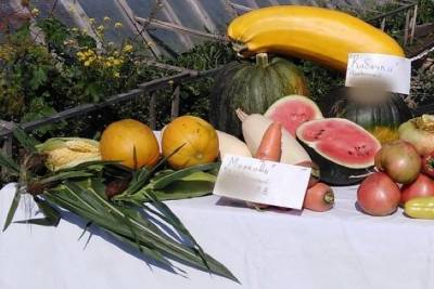 Школа в забайкальском селе продаёт овощи, чтобы заработать на хознужды