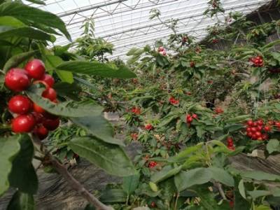 В Китае планируют выращивать вишни в теплицах круглый год