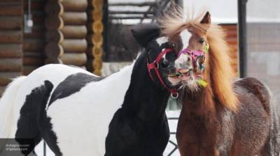 Подозреваемого в массовом убийстве лошадей задержали во Франции