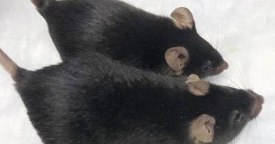 Мускулистых мышей вернули на Землю после месяца на МКС