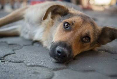 Полиция Всеволожского района выяснит, что стало причиной смерти собак в СНТ «Колос»