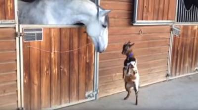 Скучающей лошади пришел "на помощь" танцующий козленок - видео