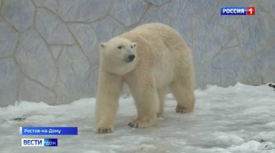 В зоопарке Ростова белым медведям создали все условия для создания семьи