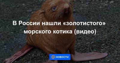 В России нашли «золотистого» морского котика (видео)