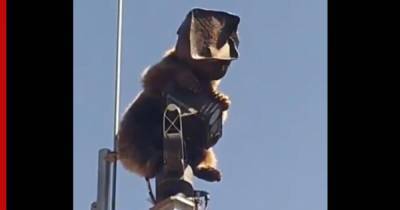 Медведь с коробкой на голове залез на вышку связи: видео