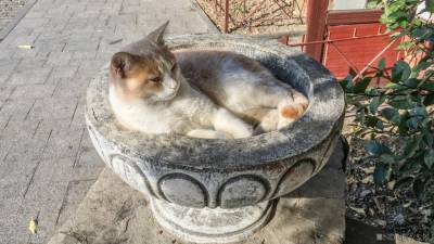 «Котики будут жить!» Депутаты Мосгордумы победили в «кошачьей» войне с мэрией