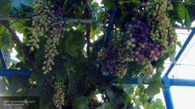 Роскачество дало россиянам совет по выбору хорошего винограда