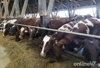Волховские коровы рассказали губернатору Ленобласти, как их кормят