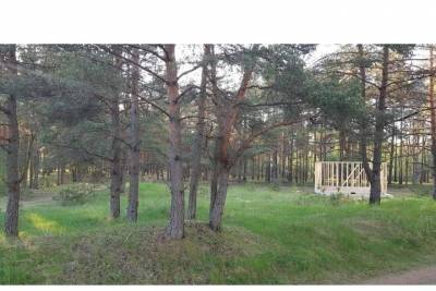 Псковский лес снова раздают на участки под коттеджи, местные жители в шоке