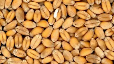 МСХ: Казахстан не планирует повторно вводить ограничения на экспорт зерна