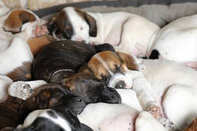 Не стерилизованная из-за коронавируса собака родила 16 щенков