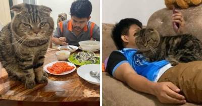Это украло моего мужа: жительница Таиланда фиксирует на фото необычайную связь её супруга и ревнивого кота