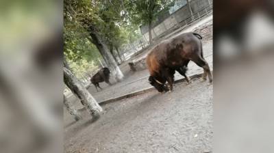 Огромные бизоны устроили скачки в сквере у цирка в Воронеже: появилось видео