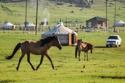 В Роспотребнадзоре оценили угрозу распространения чумы из Монголии