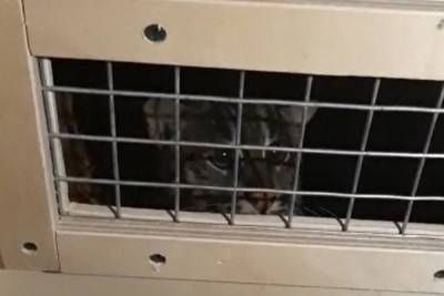 Два экзотических кота прошли ветеринарный контроль в Пулково
