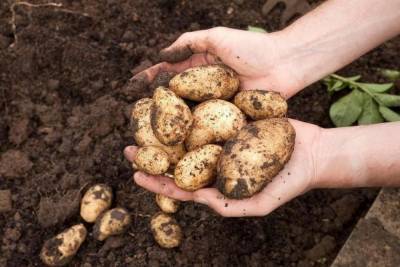 Урожай-2020: 140 костромских семей вырастили личную картошку на общественной земле