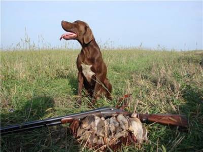 Дмитрий Чувилин о поправках в закон об охоте: «Это провоцирует жестокое обращение с животными»