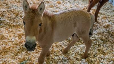 В США успешно клонировали умершую лошадь Пржевальского