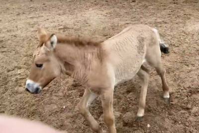 Ученым удалось клонировать лошадь Пржевальского, умершую 20 лет назад