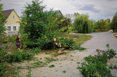 За несколько часов в Липецке ветер повалил 14 деревьев
