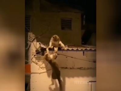 Дерзкая драка уличных котов попала на видео: зрители в восторге от этого боевика