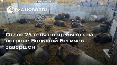 Отлов 25 телят-овцебыков на острове Большой Бегичев завершен