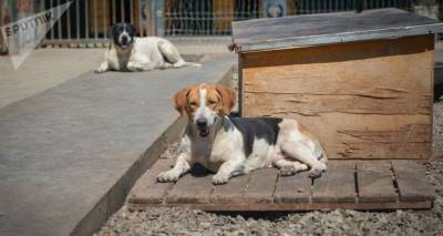 "Спасти от голодной смерти": Элизбарашвили дарит свой приют для собак