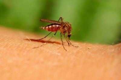 Житель Полтавской области заразился редкой болезнью, которую переносят комары