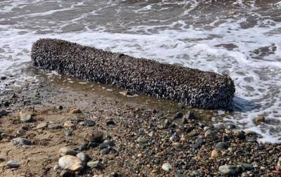 Британец нашел на морском пляже странное «живое» бревно