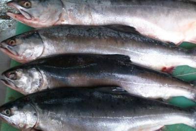 Ещё одна партия «доступной» рыбы поступила в магазины Хабаровского края