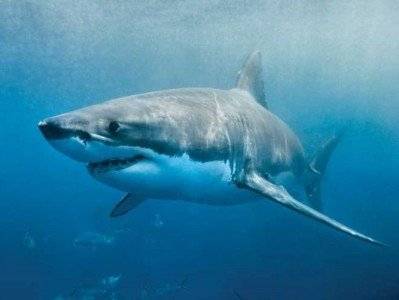 В результате нападения акулы на австралийском побережье погиб мужчина