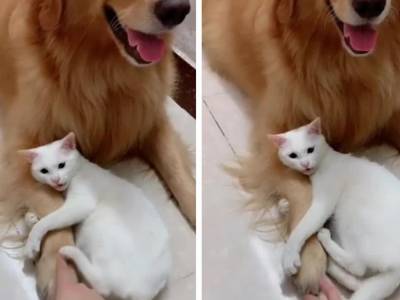 «Милая парочка»: кот ревновал домашнюю собаку и улегся у ее лап
