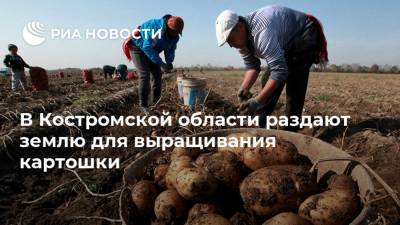 В Костромской области раздают землю для выращивания картошки
