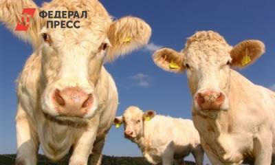 В России в 2021 году пересчитают коров