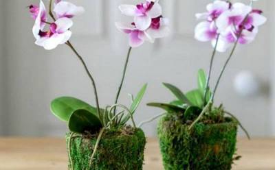 Орхидея Фаленопсис: советы по уходу для начинающих » Тут гонева НЕТ!
