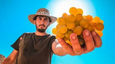 Как выбрать вкусный виноград — инструкция Роскачества