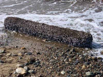 Британец обнаружил на пляже странное «живое» бревно со щупальцами: стоит баснословных денег