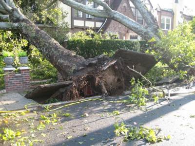 Упавшие из-за урагана деревья повредили автомобили в Воронеже