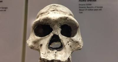 Найдено новое отличие между Homo sapiens и Homo erectus