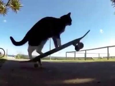 Кот решил покататься на скейтборде и вызвал восторг у пользователей Сети